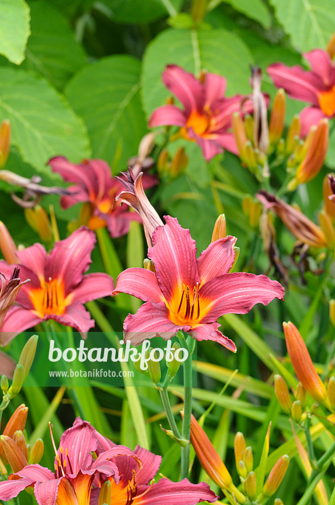 474027 - Day lily (Hemerocallis Prophet)