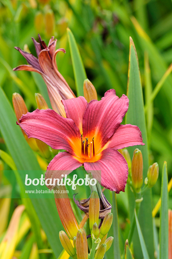 474028 - Day lily (Hemerocallis Prophet)