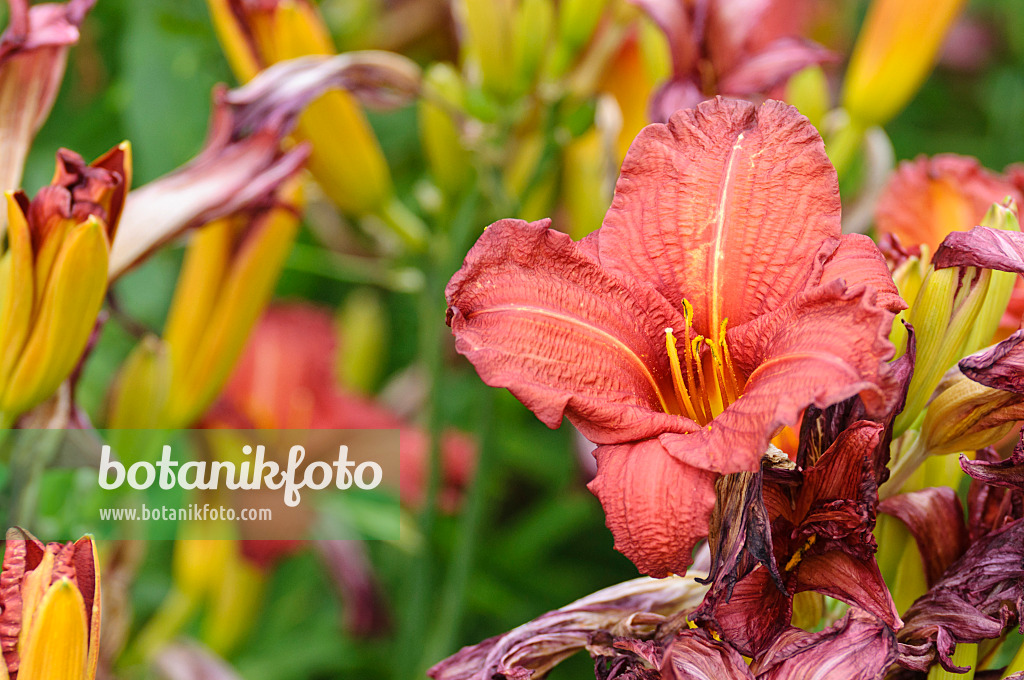 474031 - Day lily (Hemerocallis Regal Air)