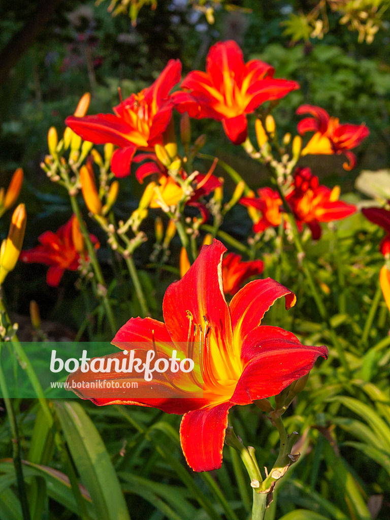 416031 - Day lily (Hemerocallis Shining Plumage)