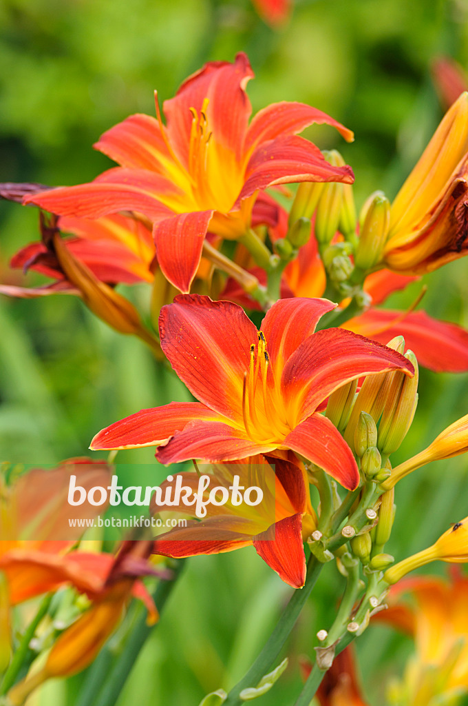 474182 - Day lily (Hemerocallis Shining Plumage)