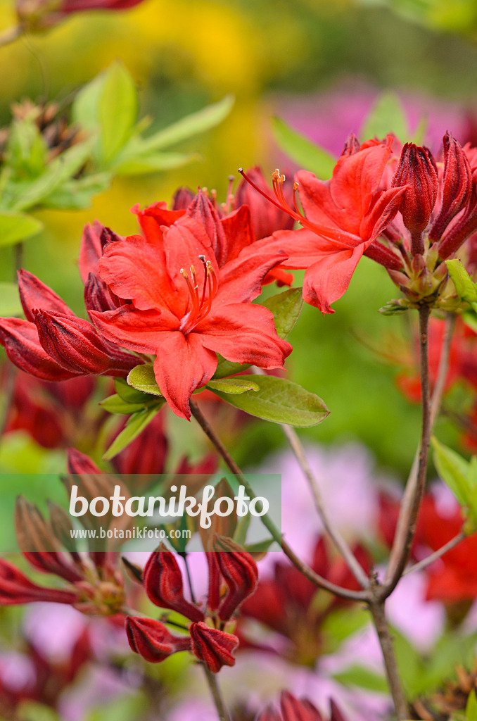 520295 - Deciduous azalea (Rhododendron mollis)