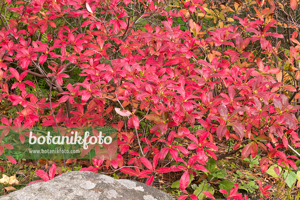 573117 - Deciduous azalea (Rhododendron mollis 'Koster's Brilliant Red')