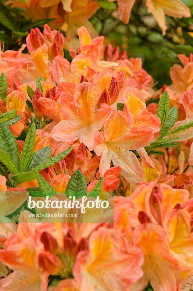 520392 - Deciduous azalea (Rhododendron mollis 'Professor Amundsen')