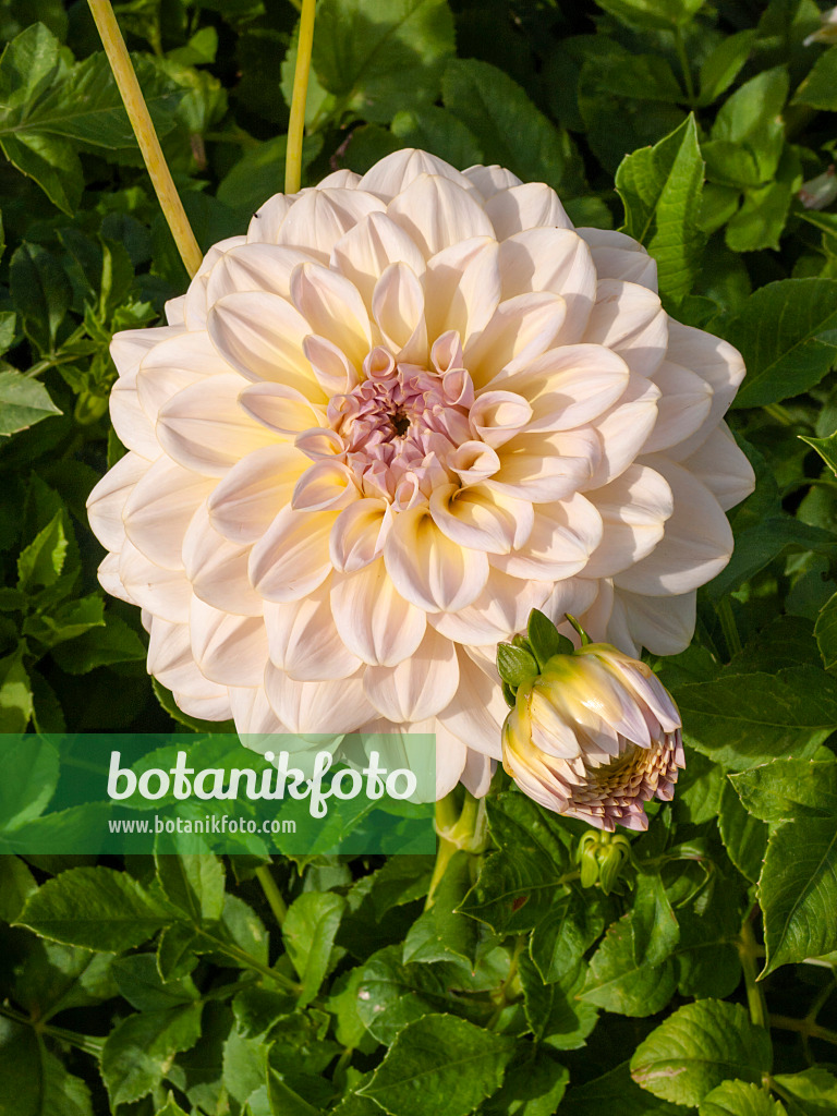 405006 - Decorative dahlia (Dahlia Alloway Cottage)