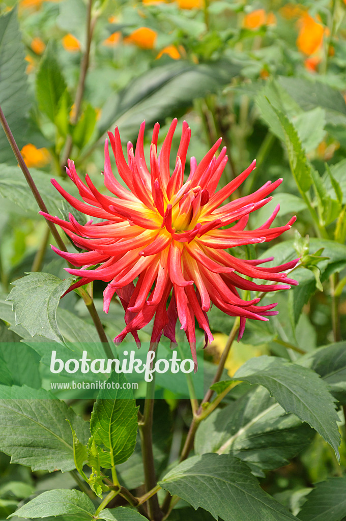 487031 - Decorative dahlia (Dahlia Autumn Sunburst)