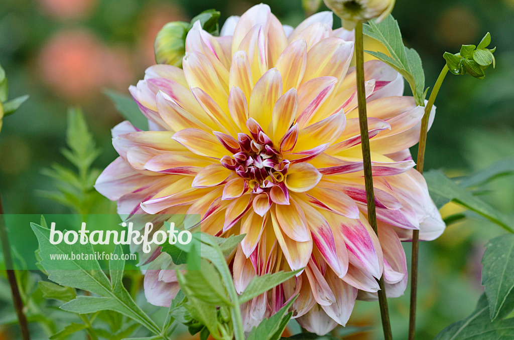 524205 - Decorative dahlia (Dahlia Caribbean Fantasy)