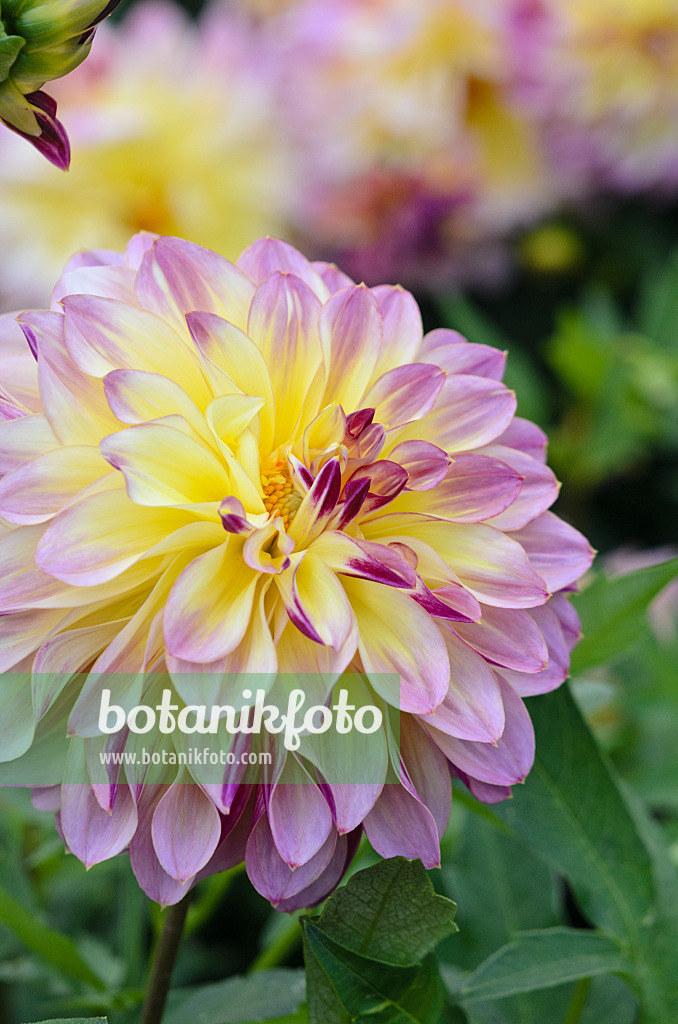 549040 - Decorative dahlia (Dahlia Caribbean Fantasy)