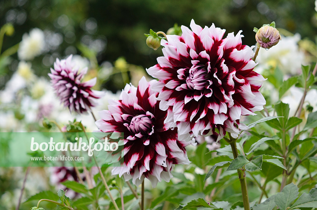 524037 - Decorative dahlia (Dahlia Kazusa-shiranami)