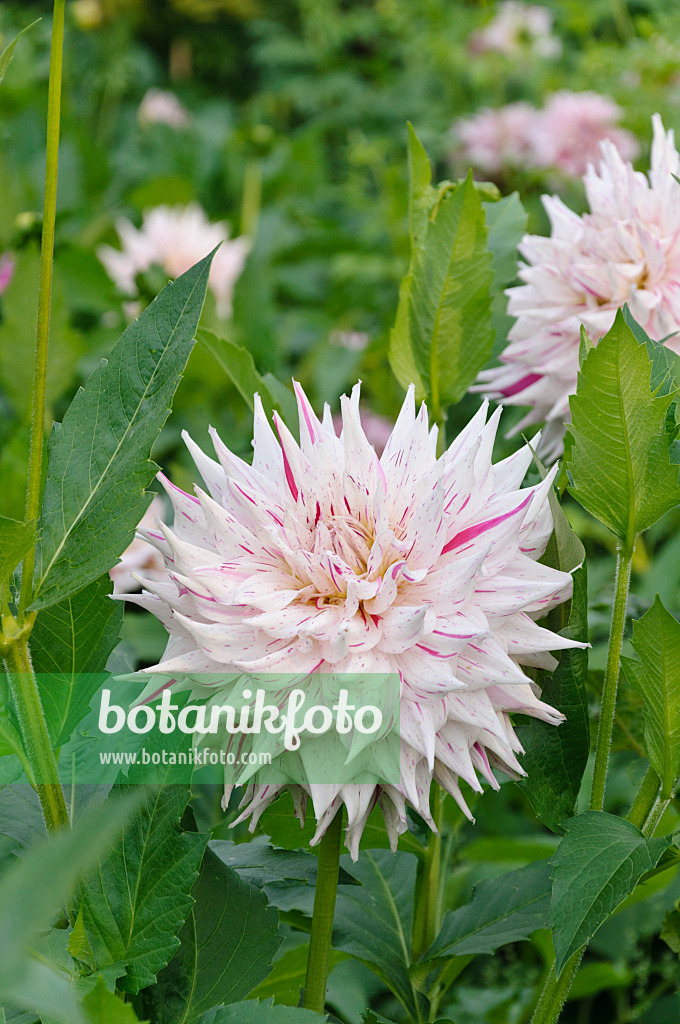 488071 - Decorative dahlia (Dahlia Prince Valiant)