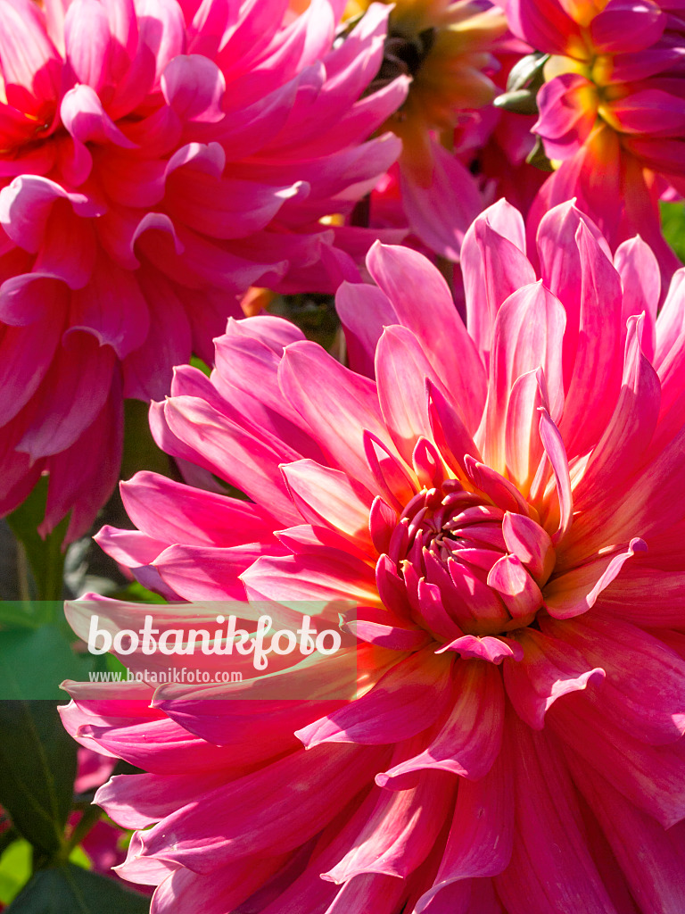 417011 - Decorative dahlia (Dahlia Satelite)