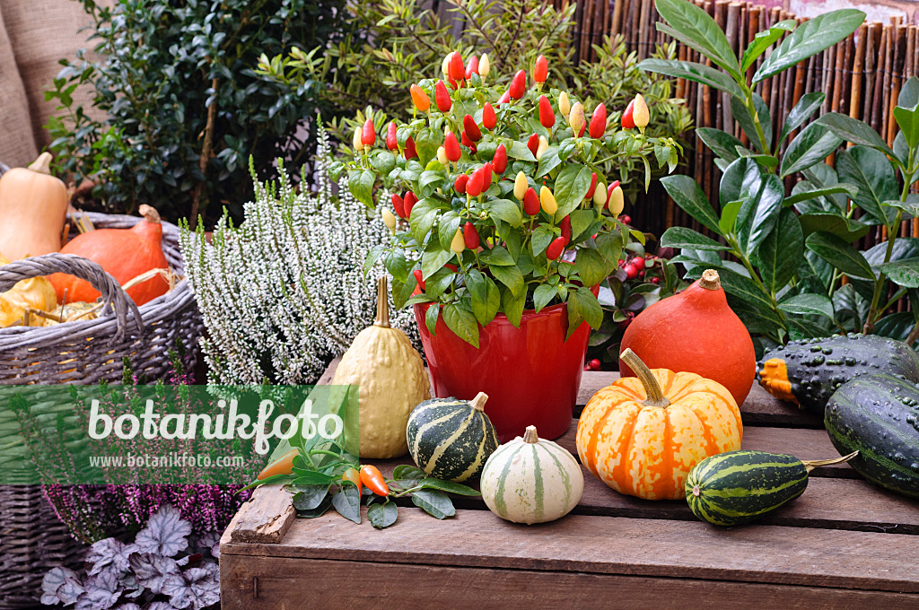 477154 - Decorative pepper (Capsicum) and decorative squashes (Cucurbita pepo)