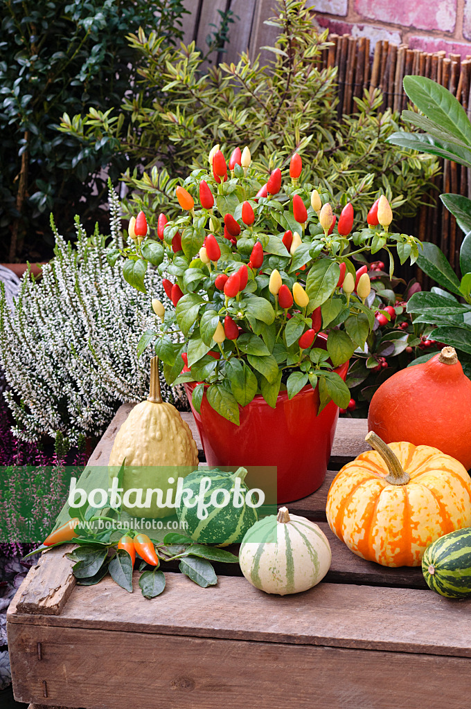 477155 - Decorative pepper (Capsicum) and decorative squashes (Cucurbita pepo)