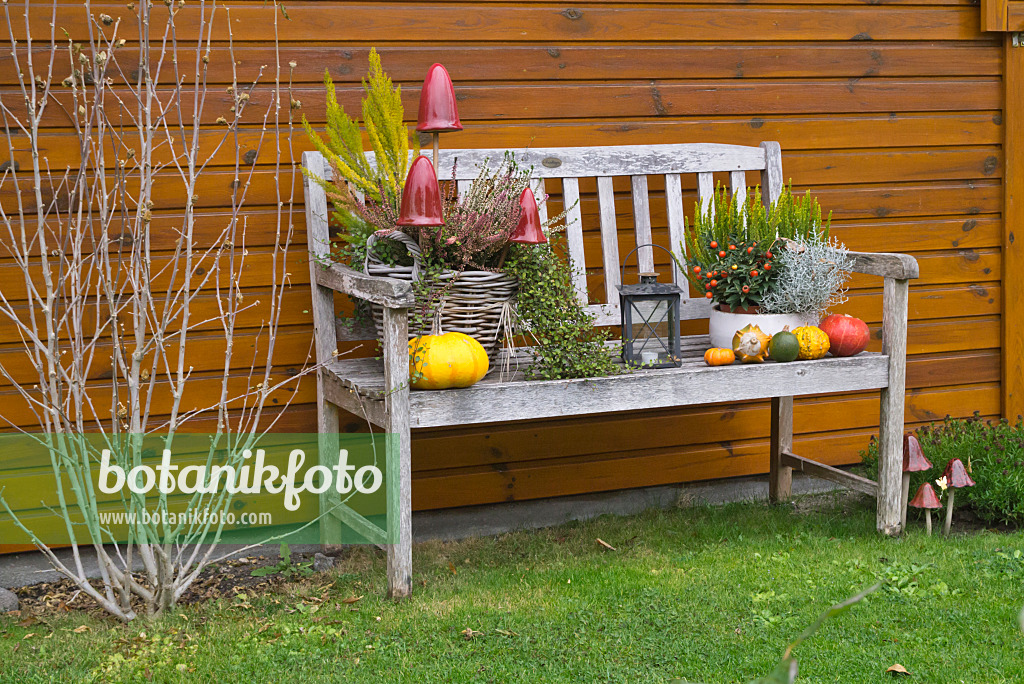 607255 - Decorative squashes (Cucurbita) and common heather (Calluna) on a garden bench