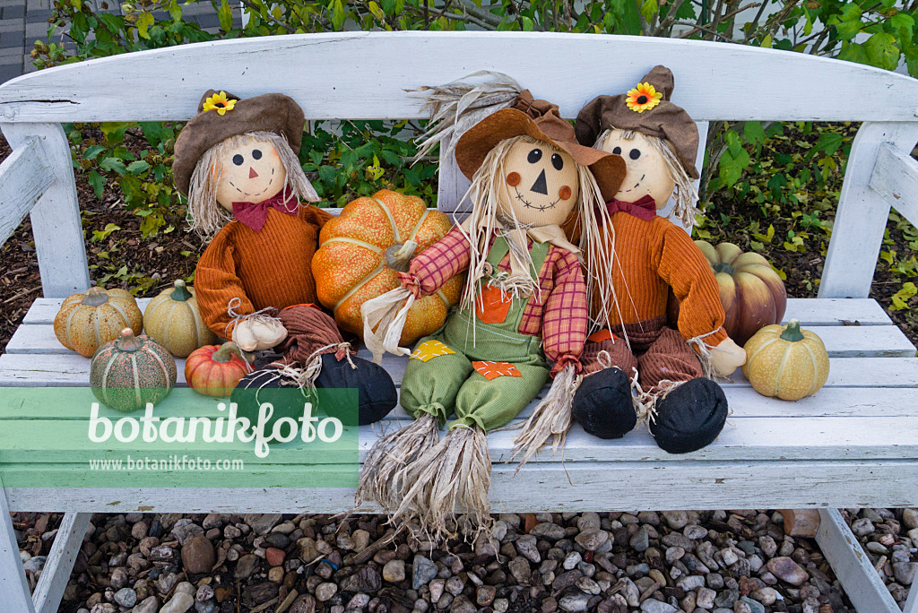 538004 - Decorative squashes (Cucurbita) with rag dolls on a garden bench