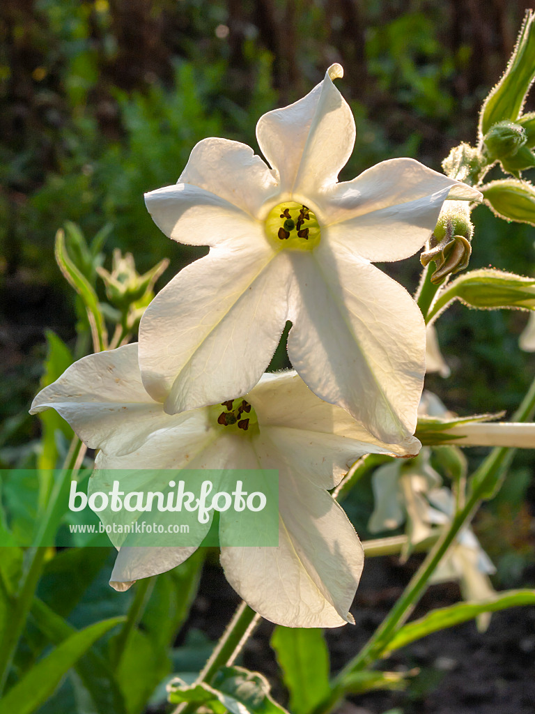 415043 - Decorative tobacco (Nicotiana x sanderae)