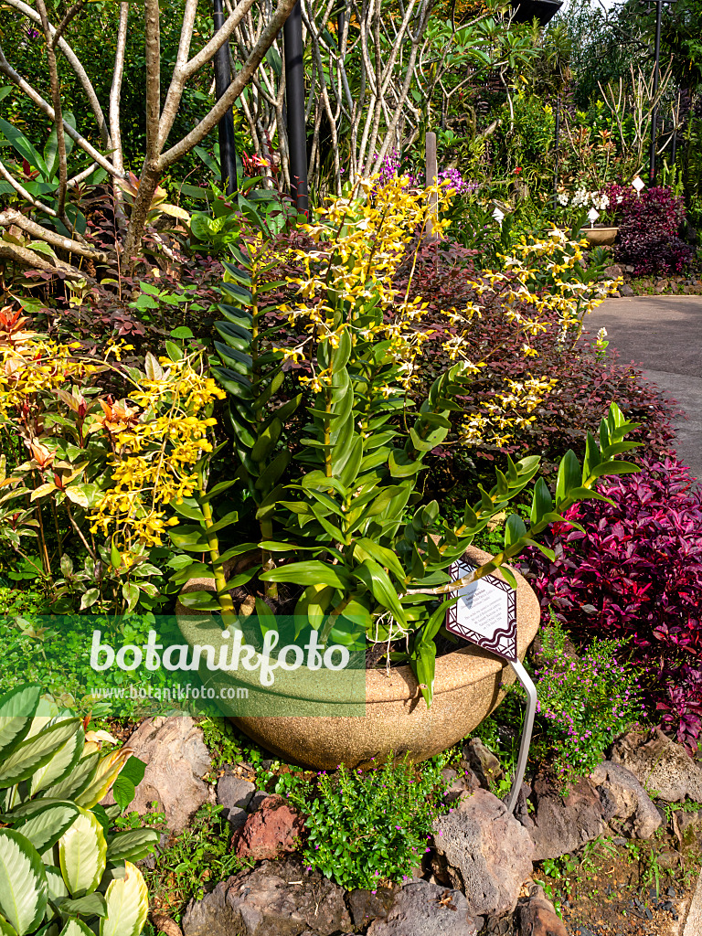 434151 - Dendrobium Amitabh Bachchan, National Orchid Garden, Singapore