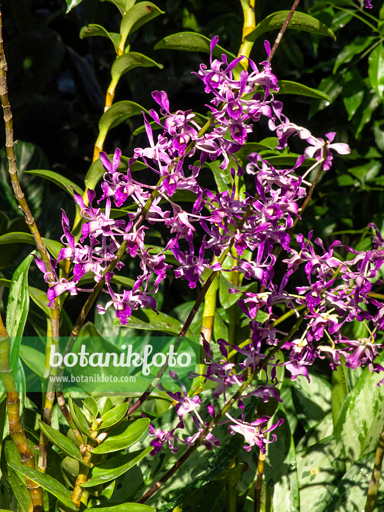 434413 - Dendrobium Michael Jeffrey 434413 - Dendrobium Michael Jeffrey