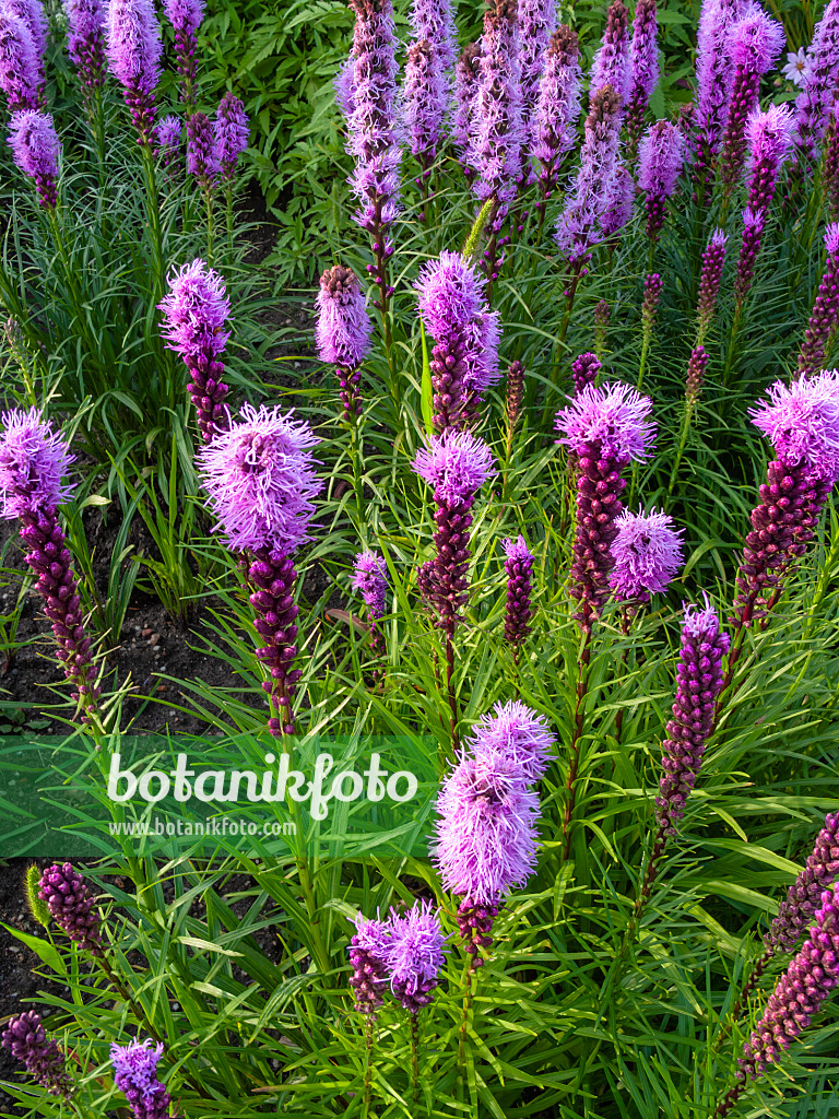 415036 - Dense blazing star (Liatris spicata)