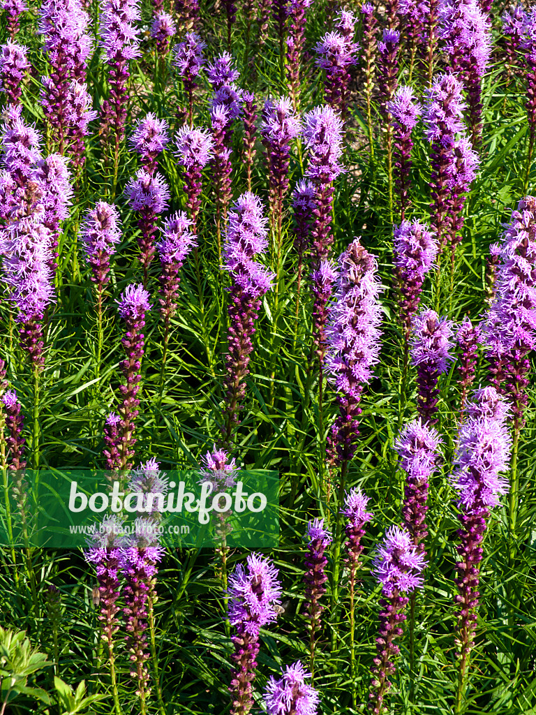 439247 - Dense blazing star (Liatris spicata)