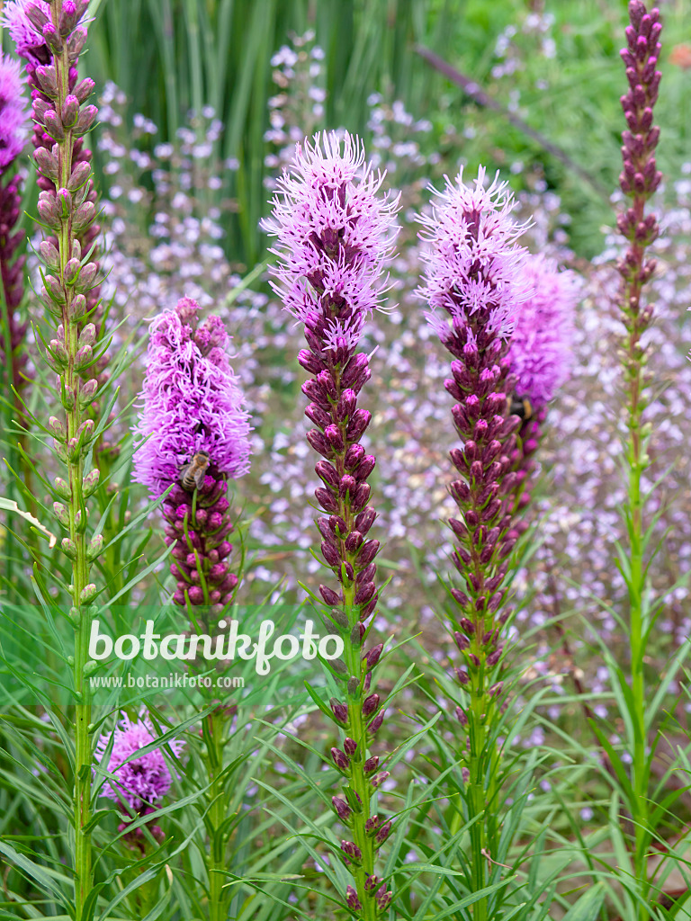 462134 - Dense blazing star (Liatris spicata)