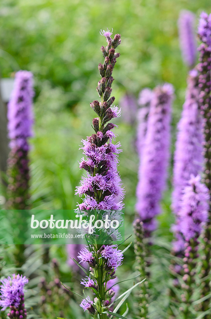 534409 - Dense blazing star (Liatris spicata)