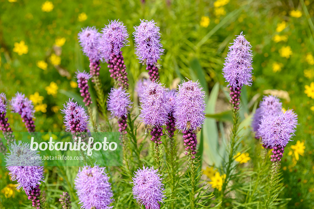 593115 - Dense blazing star (Liatris spicata)