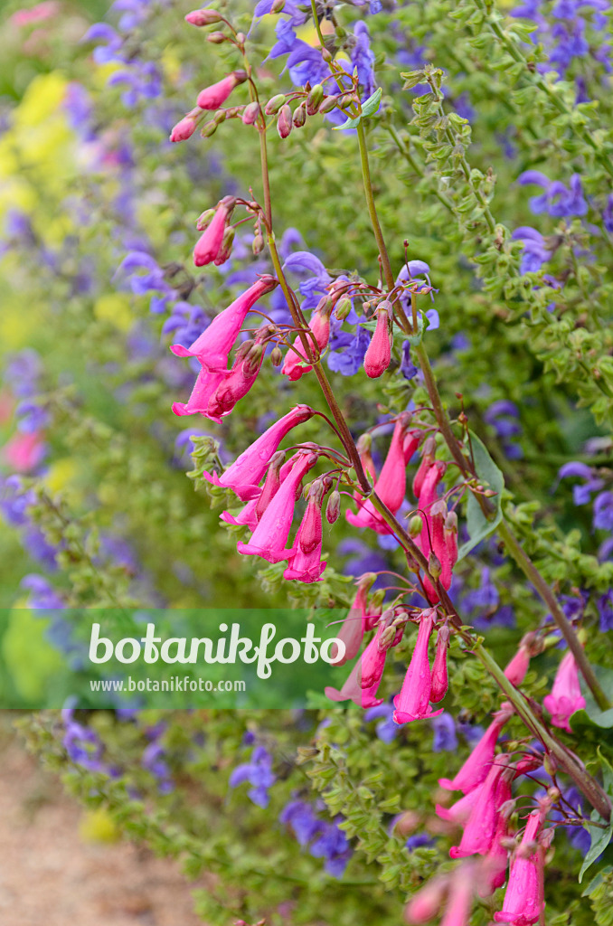 508227 - Desert beard tongue (Penstemon pseudospectabilis)