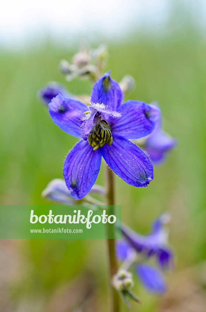 508395 - Desert delphinium (Delphinium scaposum var. scaposum)