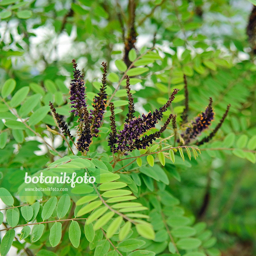 502105 - Desert false indigo (Amorpha fruticosa)