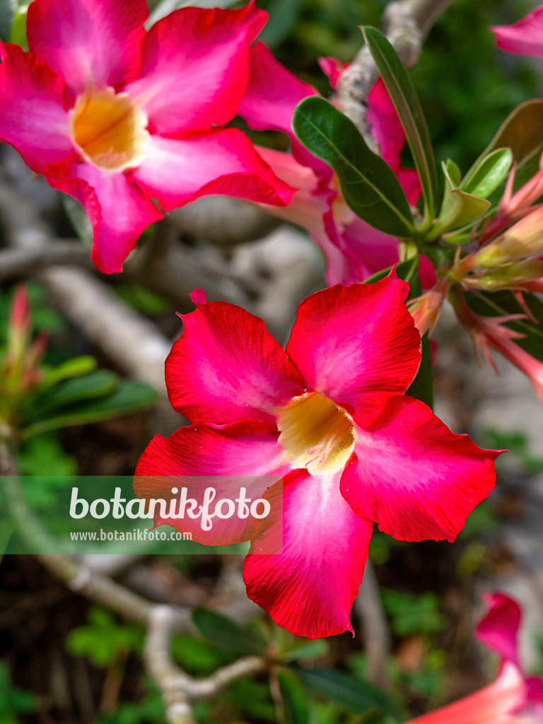 434232 - Desert rose (Adenium obesum)