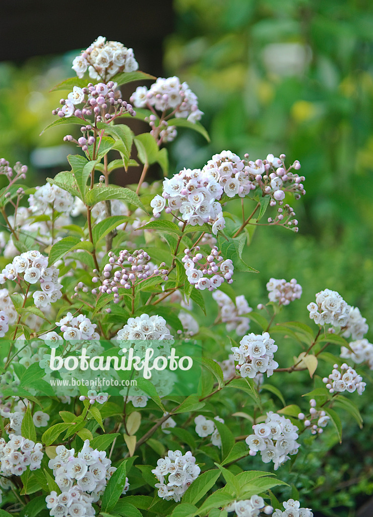 502186 - Deutzia compacta 'Lavender Time'