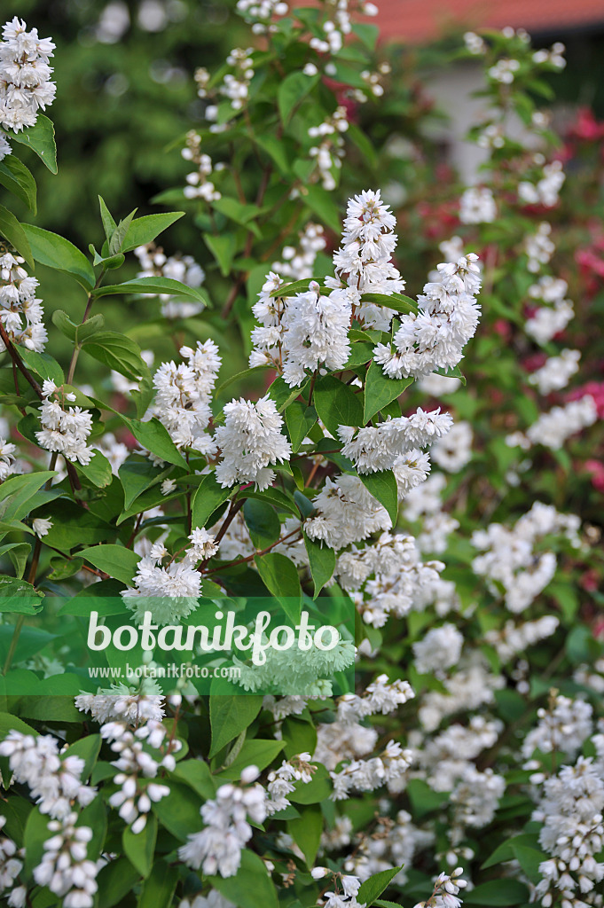 517172 - Deutzia scabra 'Candidissima'