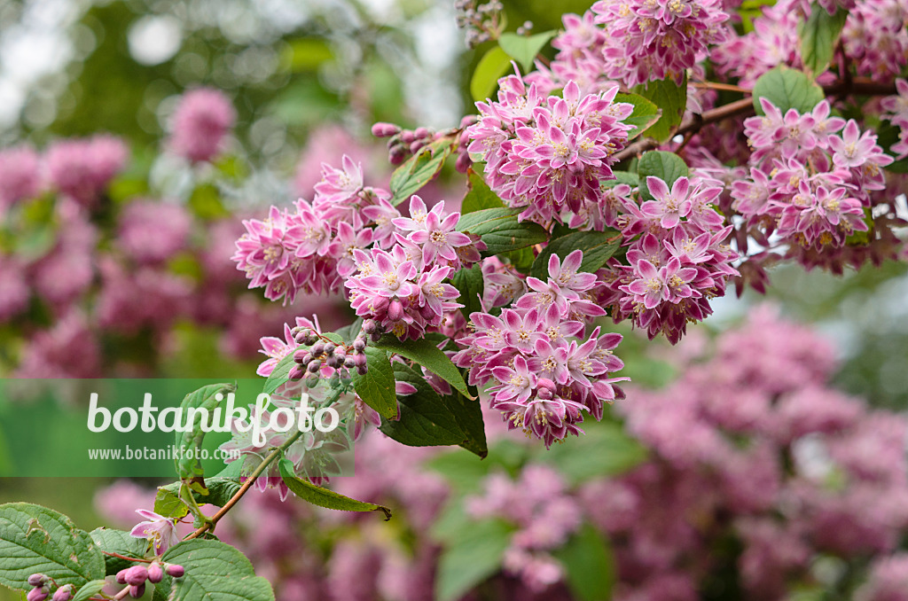 533608 - Deutzia Strawberry Fields