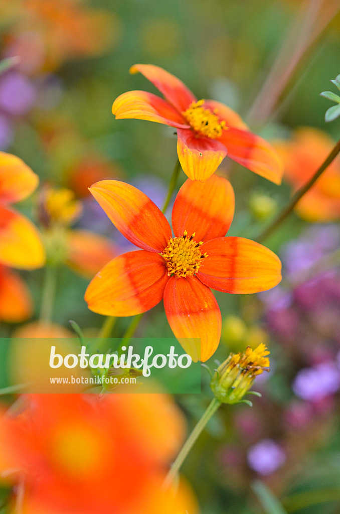 548155 - Diascia Breeze Orange