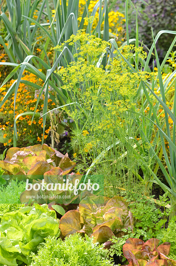 536128 - Dill (Anethum graveolens), Allium and lettuce (Lactuca)