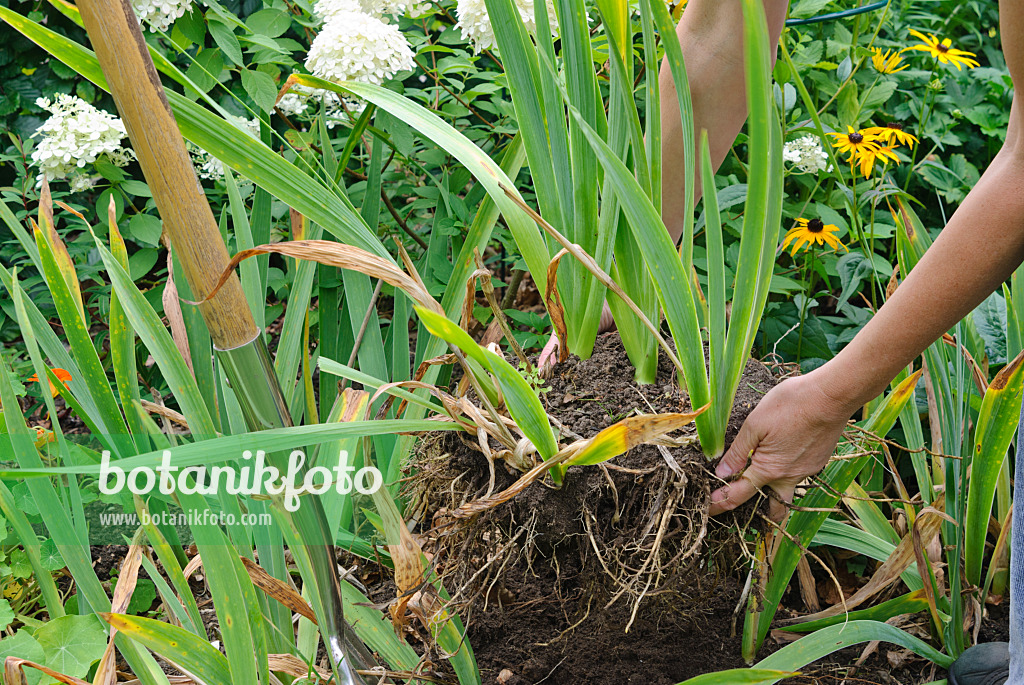 475284 - Dividing an iris (1): Lifting the plant