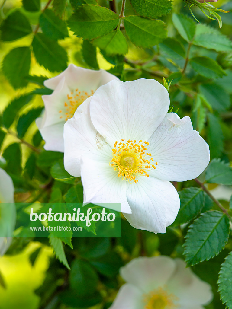 448089 - Dog rose (Rosa canina)