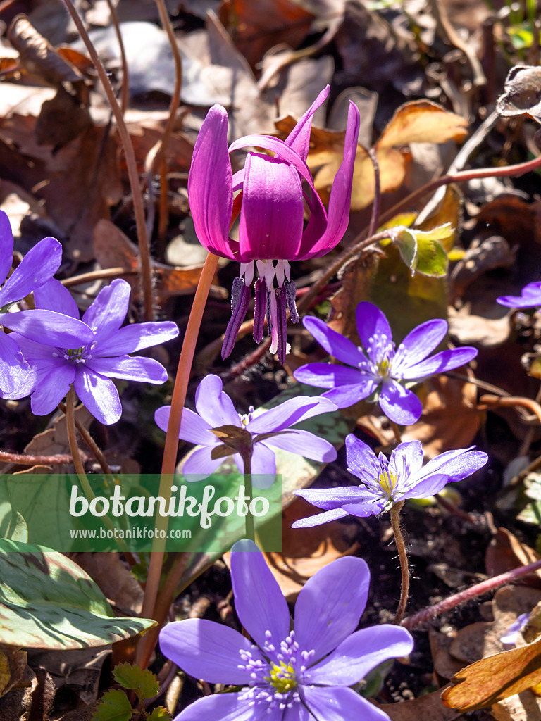 436123 - Dog's tooth violet (Erythronium dens-canis) and liverwort (Hepatica transsylvanica)