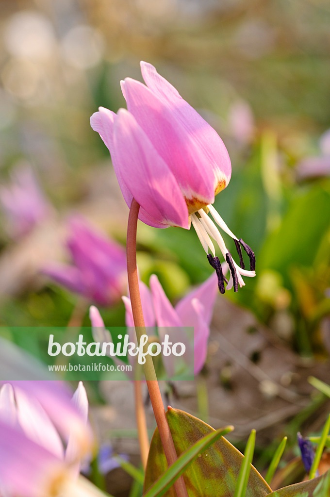 471027 - Dog's tooth violet (Erythronium dens-canis)