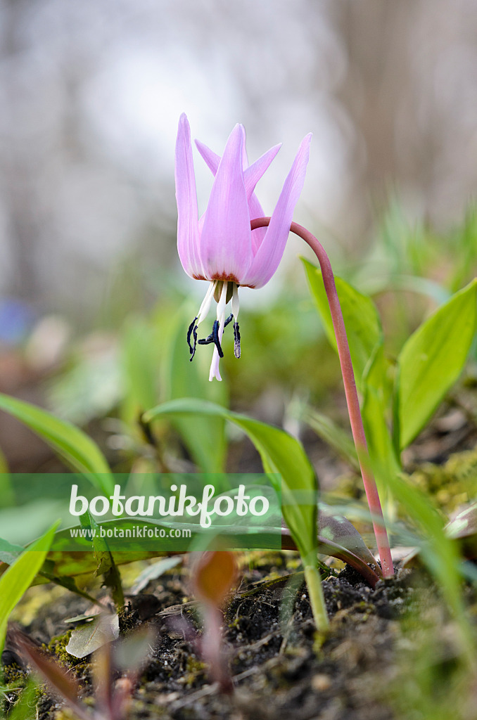 519019 - Dog's tooth violet (Erythronium dens-canis)