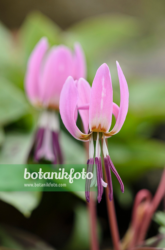 519035 - Dog's tooth violet (Erythronium dens-canis)