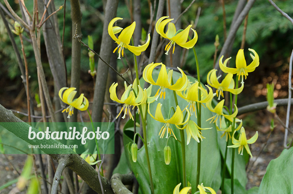 495217 - Dog's tooth violet (Erythronium Pagoda)