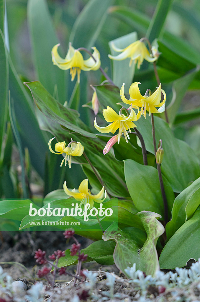 543043 - Dog's tooth violet (Erythronium Pagoda)