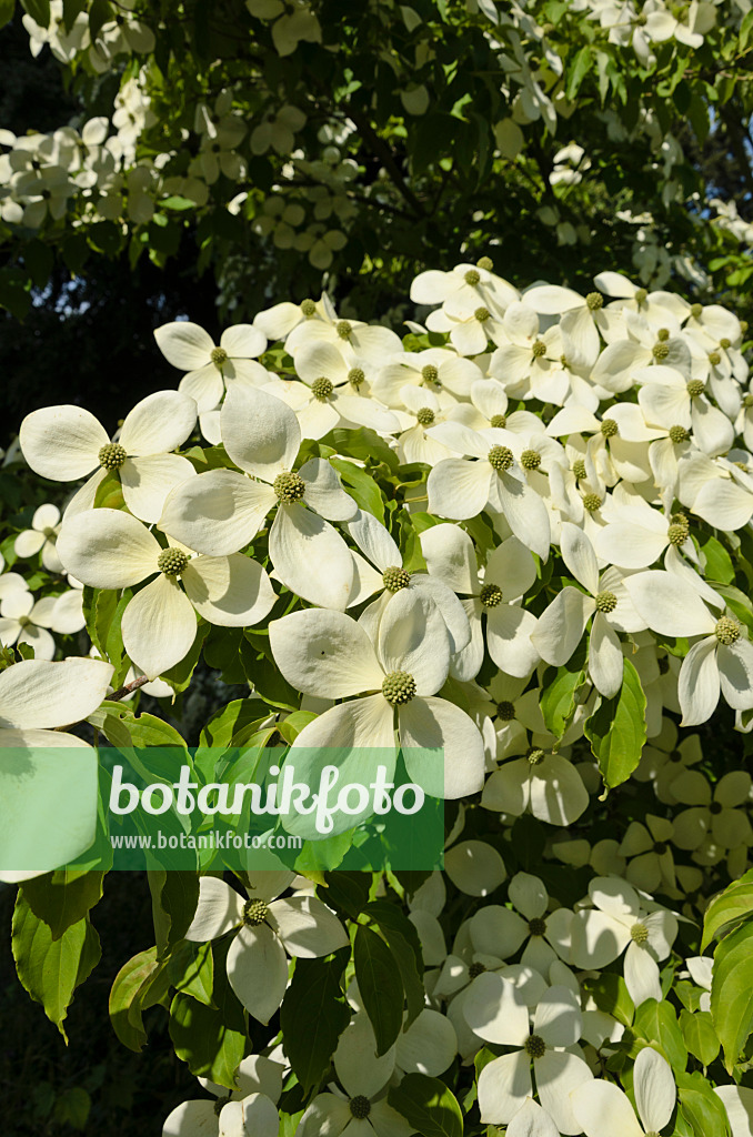 521123 - Dogwood (Cornus Porlock)