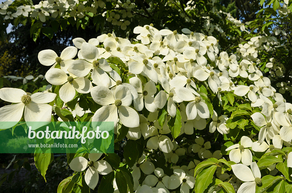 521125 - Dogwood (Cornus Porlock)