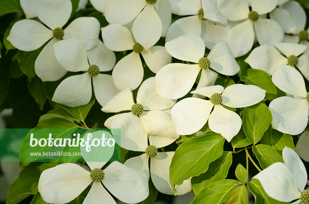 521155 - Dogwood (Cornus Porlock)