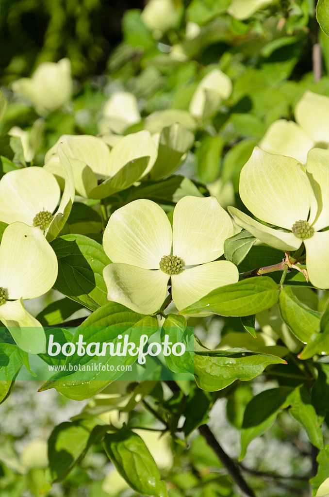 508090 - Dogwood (Cornus Starlight)