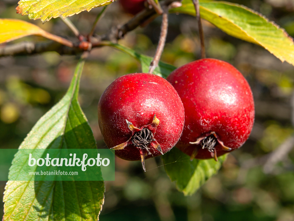 442005 - Dotted hawthorn (Crataegus punctata)