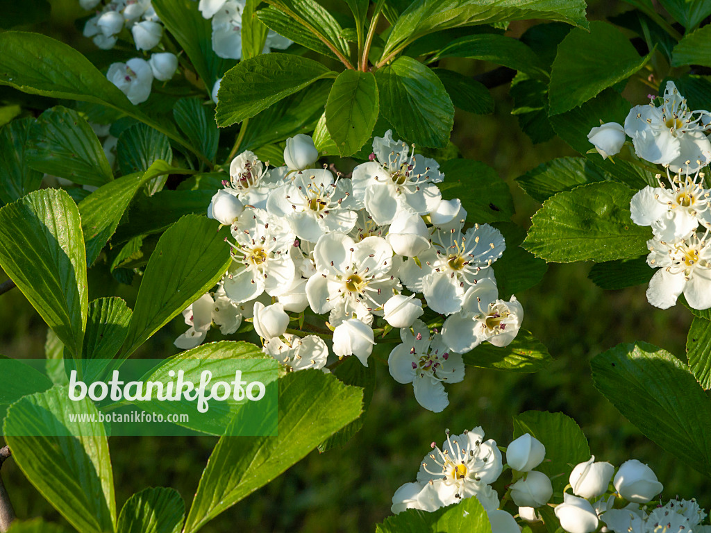 460089 - Dotted hawthorn (Crataegus punctata)